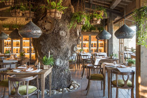 Trattoria sull'Albero Restaurant
